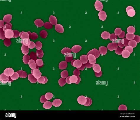 Farbige Scanning Electron Micrograph Sem Von Enterococcus Faecium