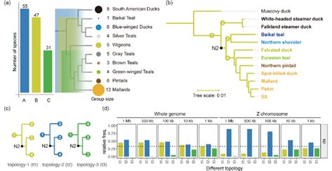 Phylogenetic Trees And Topologies Of Anas And Tachyeres A A Represents