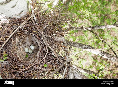 Rook Nest Stock Photos & Rook Nest Stock Images - Alamy