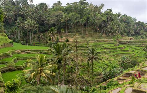 Bali Ubud Ps Tegalalong Rice Terrace Walter Edgar Flickr