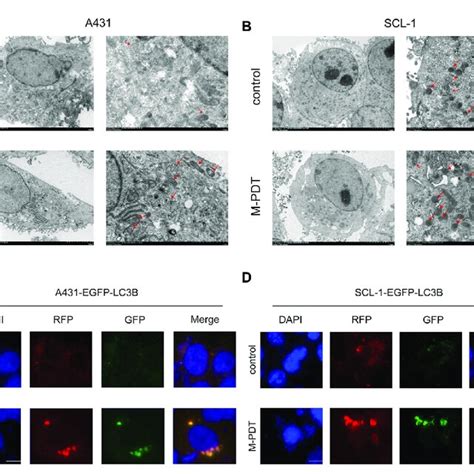 M Pdt Impairs Autophagic Flux Of Cscc Cells A B Cell Structure Is