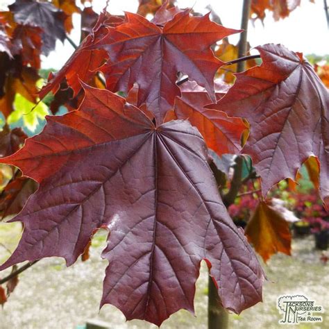 Buy Acer Platanoides Crimson King Norway Maple In The UK