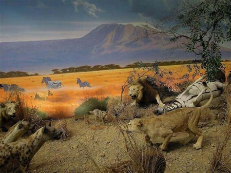 Do Hyenas Eat Lions? (It's NOT What You Think)