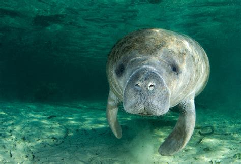 Mistaken for Mermaids? A Closer Look at Manatees - Scuba Diving News