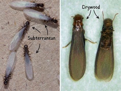 Drywood Termites: How to Identify and Get Rid of Them