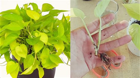 How To Grow Neon Pothos Golden Money Plant Neon Pothos Propagation