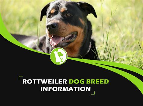 Rottweiler Dog Breed Information Personality And And Facts