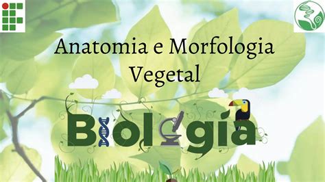 Anatomia E Morfologia Vegetal Ensino M Dio Ppt