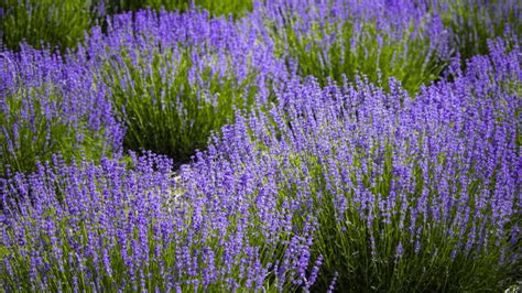 17 Best Lavender Companion Plants To Grow In Your Garden