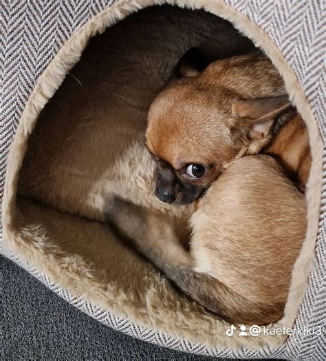 Bienie Und Fienchen M Ssen Zusammen Bleiben Tierheim Bocholt