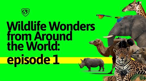 Wildlife Wonders From Around The World Compilation Of Stunning Animal