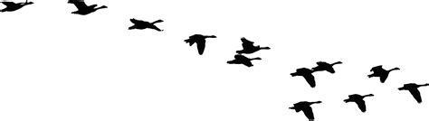 Bird Flock Silhouette Clipart Best