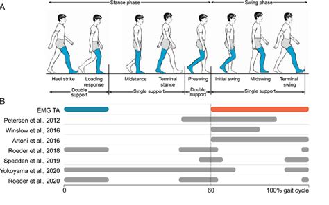 Neuromuscular Connectivity Nmc To Tibialis Anterior Muscle Ta Over