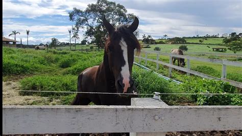 CLONE DE CAVALO Trilho Da Muralha De Pedra Clone Do Trilho Da Zizica