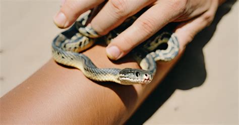 Do Milk Snakes Make Good Pets for Beginners: Are They Safe? - Wise Reptile