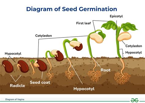 Diagram Of Seed Germination Process And Factors Affecting GeeksforGeeks