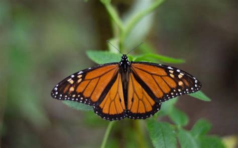 Animalia La monarca migratoria está en peligro El Sol de Cuautla