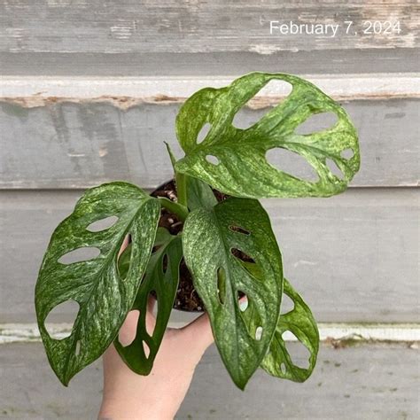 Philo Monstera Adansonii Mint Tri State Foliage Prebook Shop