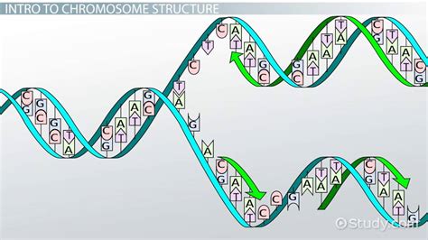 Telomerase Function & Structure | What is Telomerase? - Video & Lesson ...