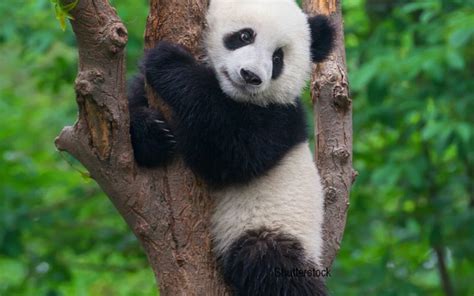 Cel mai batran urs panda aflat in captivitate a fost eutanasiat. Care ...