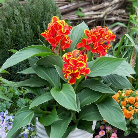 CANNA Indica Cannova Red Golden Flame Feuillage Vert Horticulture Dumont