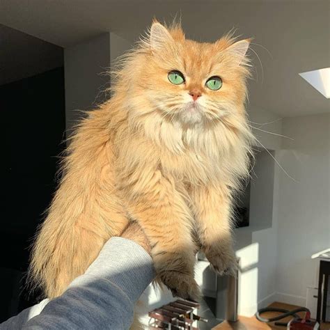 Meet Smoothie The World S Most Photogenic Cat Artofit