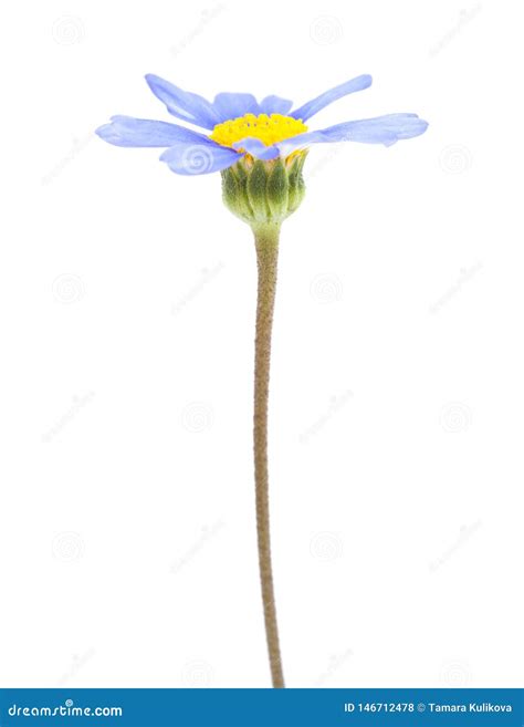 Buschblume Des Blauen G Nsebl Mchens Stockfoto Bild Von Felicia