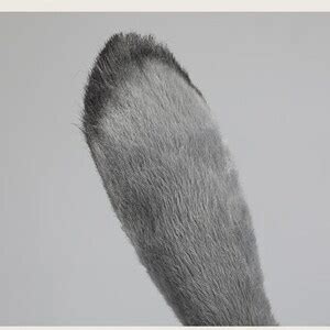 Furry Gray Bunny Ear Headband Cosplay Judy Bunny Ears Headband Rabbit