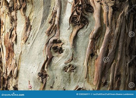 Eucalyptus Globulus Branch With Fruit Stock Image CartoonDealer