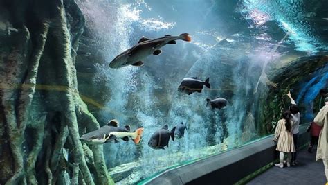 Top 3 Things To Do In Lotte World Aquarium Seoul