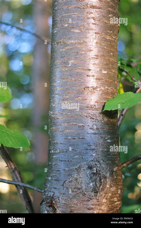 shiny bark of a wild cherry tree in forest, shimmering in morning sun ...