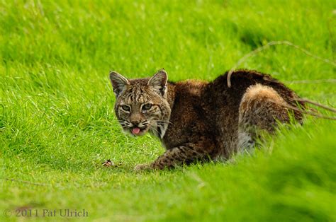 Bobcat Encounter In Tennessee Valley Flickr Photo Sharing