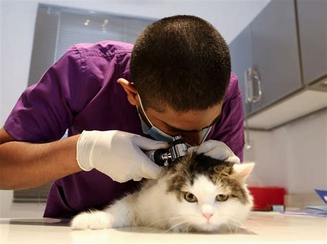 Careless Pet Owners Face Fines Up To Sr In Saudi Arabia News