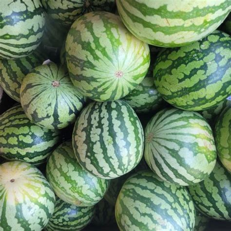 Mini pastèque en livraison sur Lorient VotrePotager