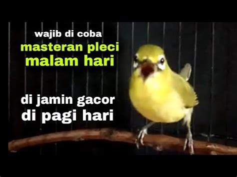 Masteran Pleci Malam Hari Di Jamin Gacor Di Pagi Hari YouTube