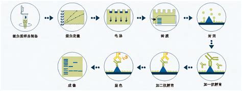 四正柏 Western Blot检测 Western Blot技术简介 诺扬生物