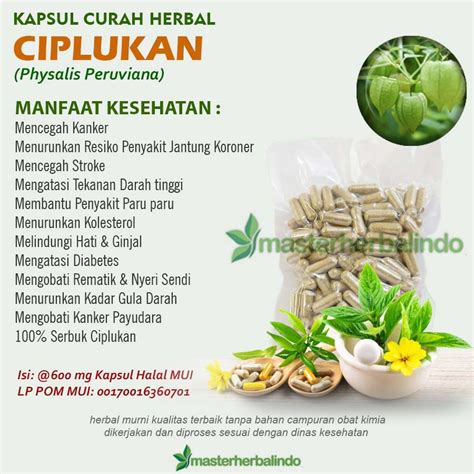 Jual Kapsul Curah Herbal Ciplukan X Mg Hypertensi Rematik Prostat