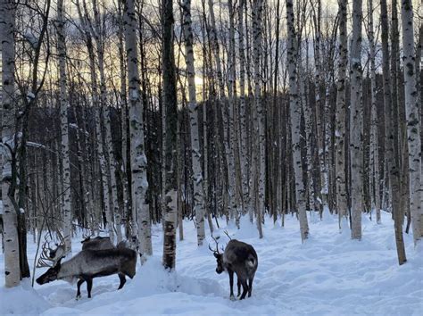 Running Reindeer Ranch lets you meet reindeer up close