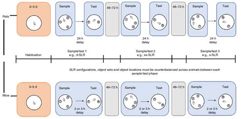 The Spontaneous Location Recognition Task For Assessing Spatial Pattern