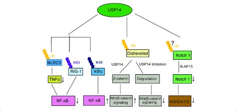 Usp14 Is Involved In Several Canonical Signaling Pathway Usp14