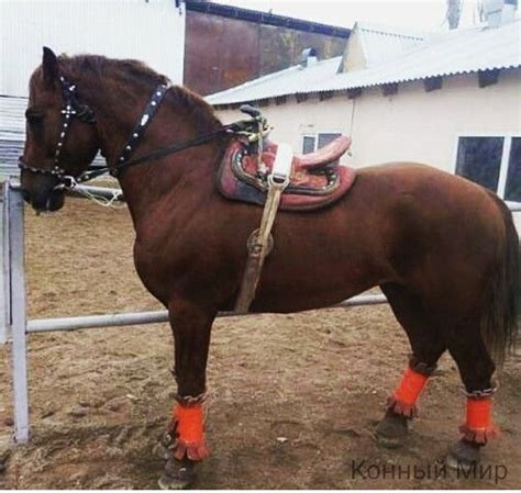 КОННЫЙ МИР — Разное | OK.RU в 2024 г | Седло, Фотографии, Разное