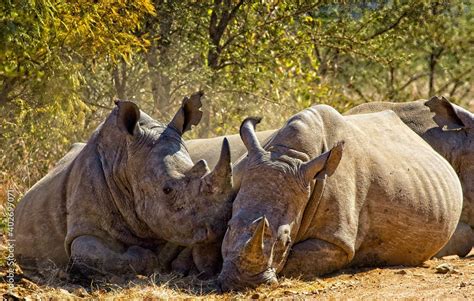 rhino in the wild Stock Photo | Adobe Stock