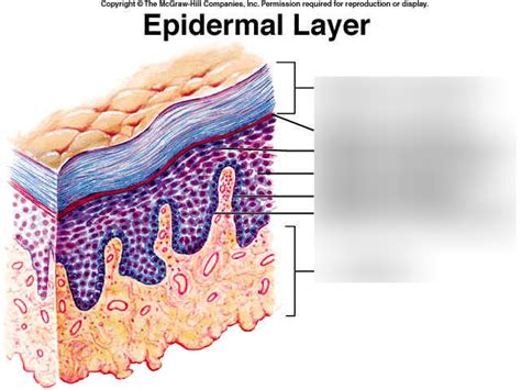 Epidermis Layers