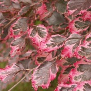 Buk Pospolity Fagus Sylvatica PURPUREA TRICOLOR Centrum Ogrodnicze