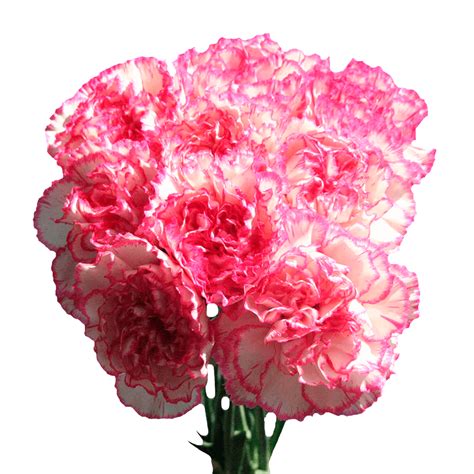 Carnation Flowers White Pink Edges Next Day Delivery Globalrose