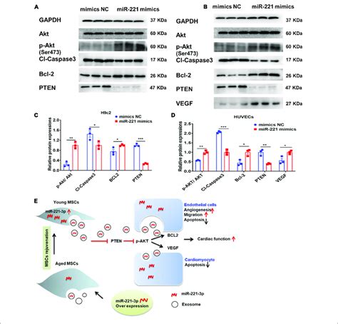 Exosomal Mir P Targets The Pten Akt Signaling Pathway After