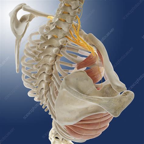 Long Thoracic Nerve Diagram