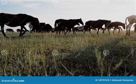 Muitos Cavalos De Pastagem Que Galopam No Pasto No Estepe No Nascer Do