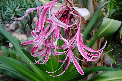 Detailed Crinum Lily Care Guide: Quick and Easy Tips - Care for Plant