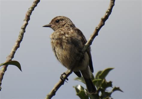 Stonechat moulting | BirdForum